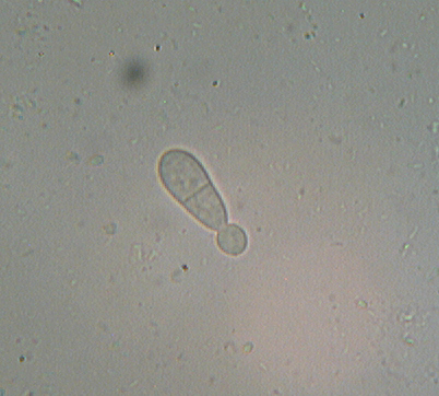Lignicolo da determinare (Bjerkandera fumosa)